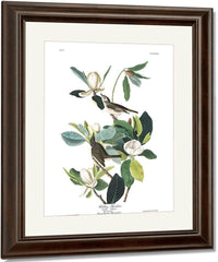 John James Audubon Arctic Tern Copy 8 1838 By John James Audubon Fine Art Print