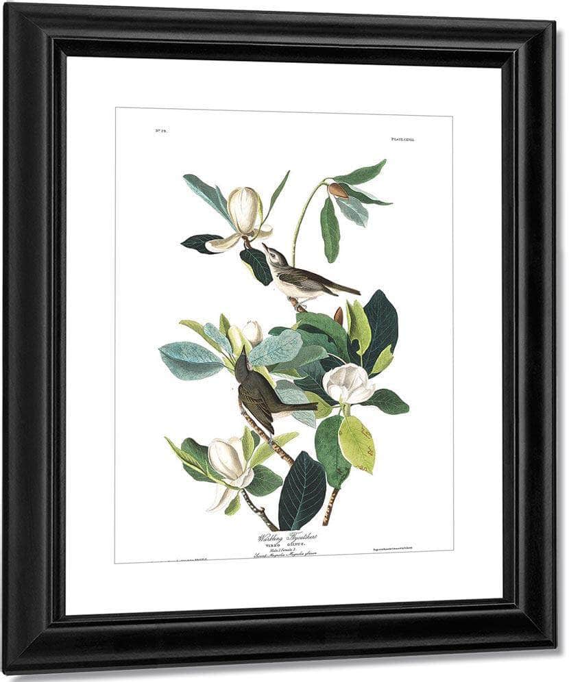 John James Audubon Arctic Tern Copy 8 1838 By John James Audubon Fine Art Print