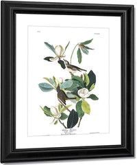 John James Audubon Arctic Tern Copy 8 1838 By John James Audubon Fine Art Print