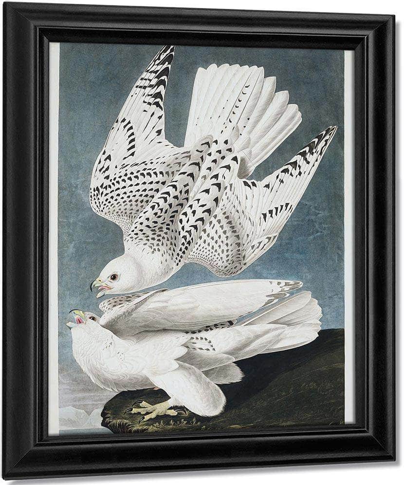 John James Audubon Iceland Or Jer Falcon 1838 By John James Audubon Fine Art Print
