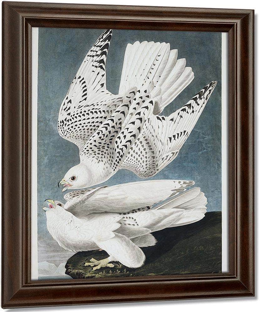 John James Audubon Iceland Or Jer Falcon 1838 By John James Audubon Fine Art Print