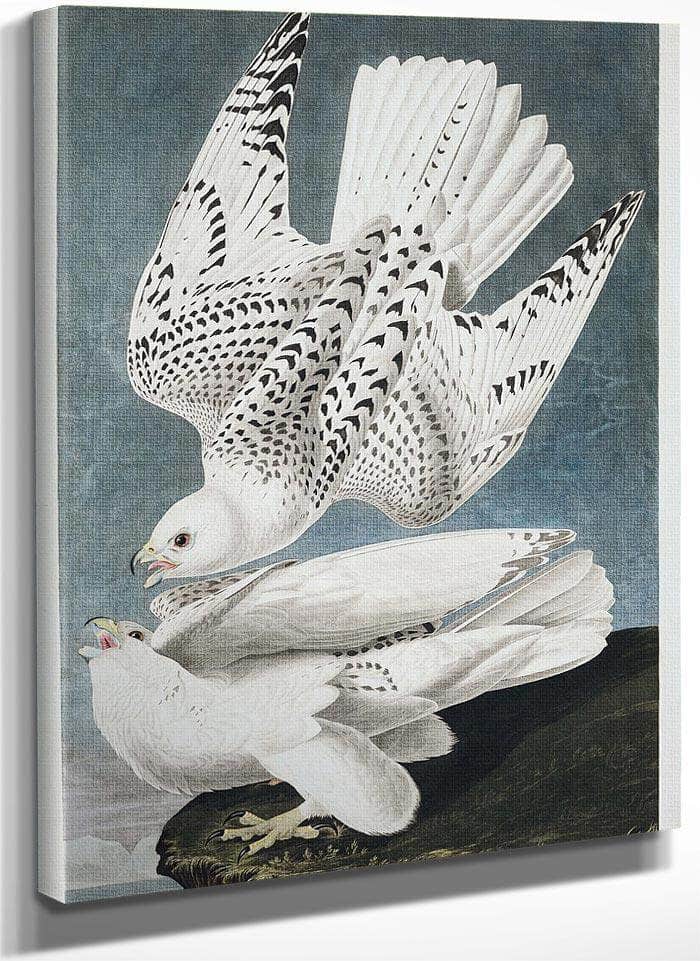 John James Audubon Iceland Or Jer Falcon 1838 By John James Audubon Fine Art Print