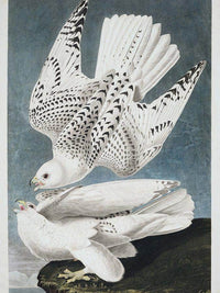 John James Audubon Iceland Or Jer Falcon 1838 By John James Audubon Fine Art Print