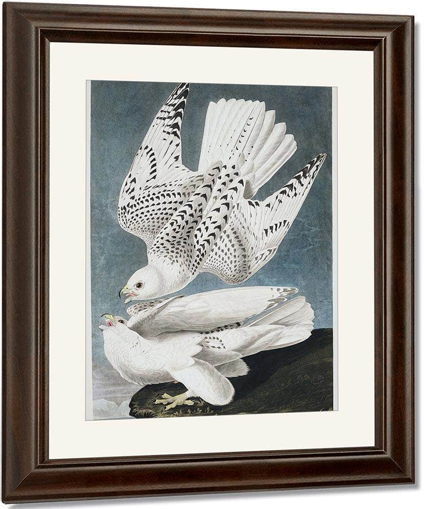 John James Audubon Iceland Or Jer Falcon 1838 By John James Audubon Fine Art Print