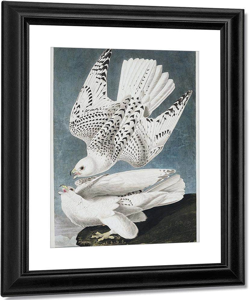 John James Audubon Iceland Or Jer Falcon 1838 By John James Audubon Fine Art Print