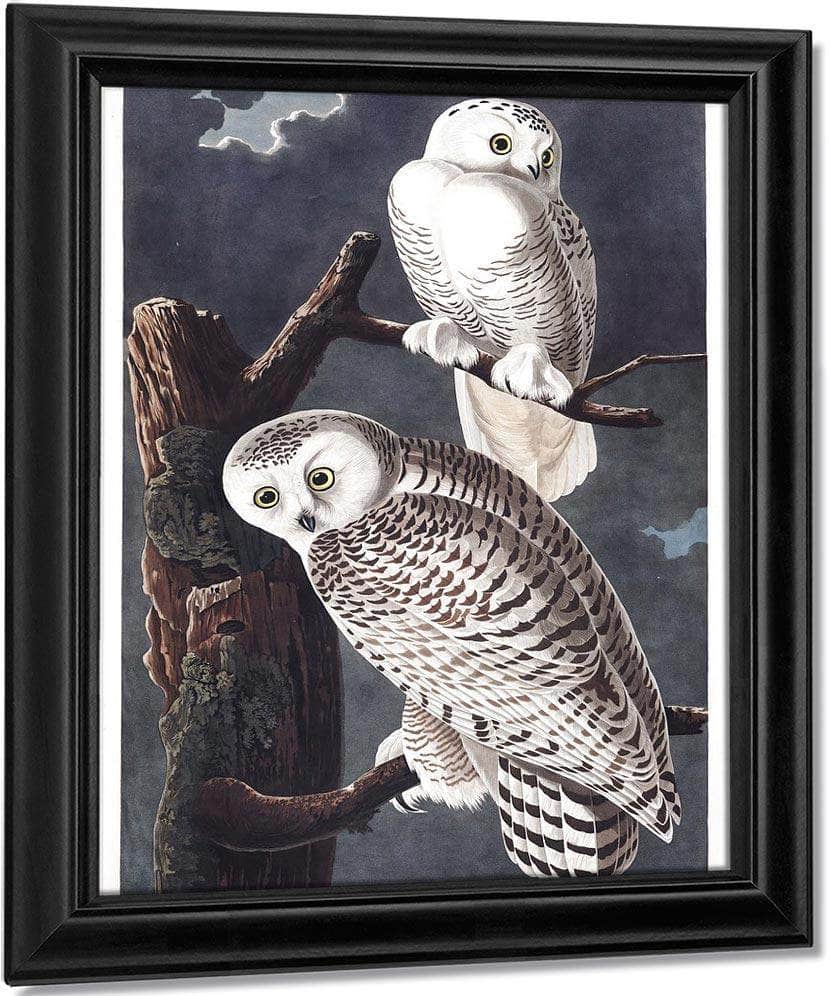 John James Audubon Snowy Owl 1838 By John James Audubon Fine Art Print