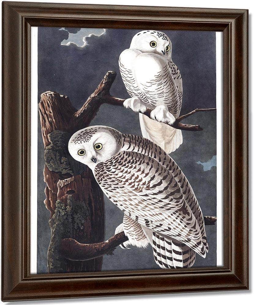 John James Audubon Snowy Owl 1838 By John James Audubon Fine Art Print