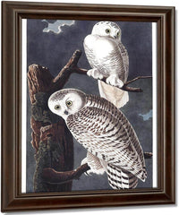 John James Audubon Snowy Owl 1838 By John James Audubon Fine Art Print