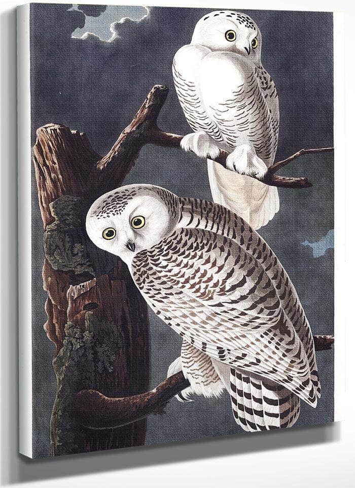 John James Audubon Snowy Owl 1838 By John James Audubon Fine Art Print