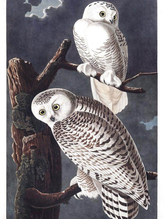 John James Audubon Snowy Owl 1838 By John James Audubon Fine Art Print