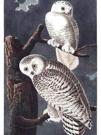 John James Audubon Snowy Owl 1838 By John James Audubon Fine Art Print