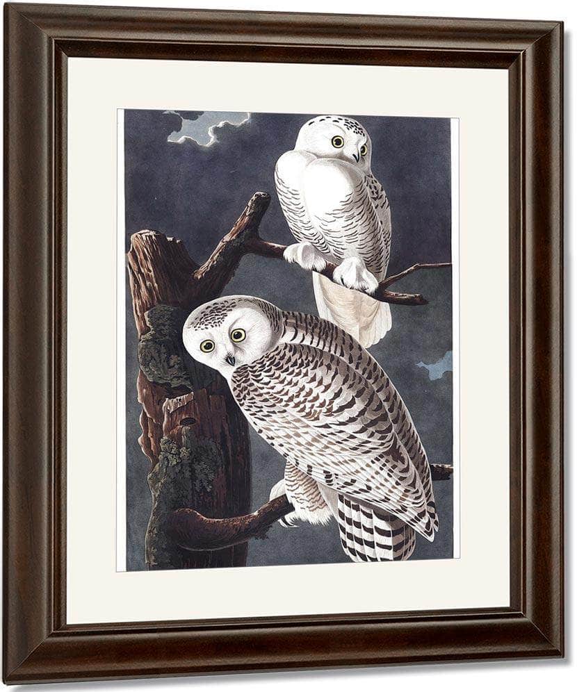 John James Audubon Snowy Owl 1838 By John James Audubon Fine Art Print