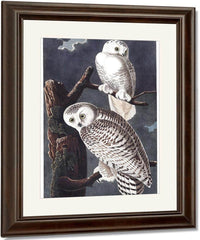 John James Audubon Snowy Owl 1838 By John James Audubon Fine Art Print