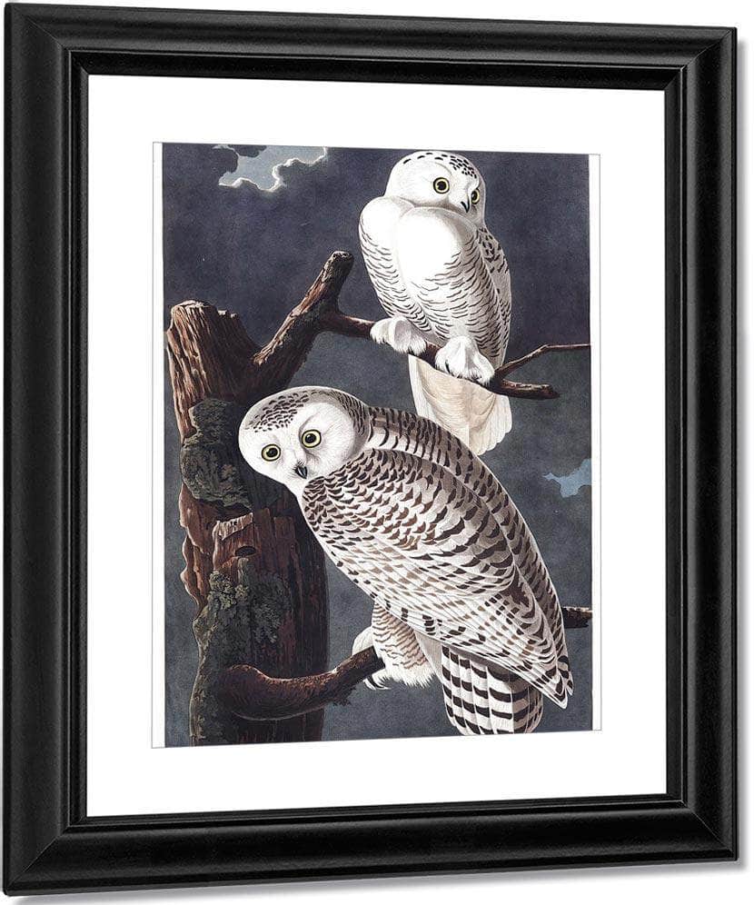 John James Audubon Snowy Owl 1838 By John James Audubon Fine Art Print