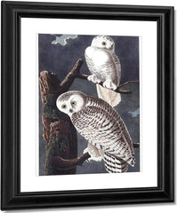 John James Audubon Snowy Owl 1838 By John James Audubon Fine Art Print