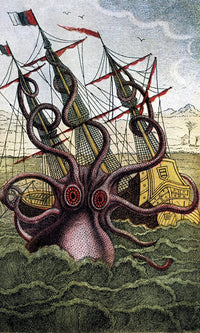 Kraken Pulpo Calamar By Pierre Denys De Montfort Fine Art Print