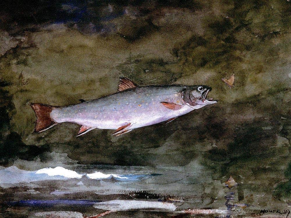 Leaping Trout By Winslow Homer Fine Art Print