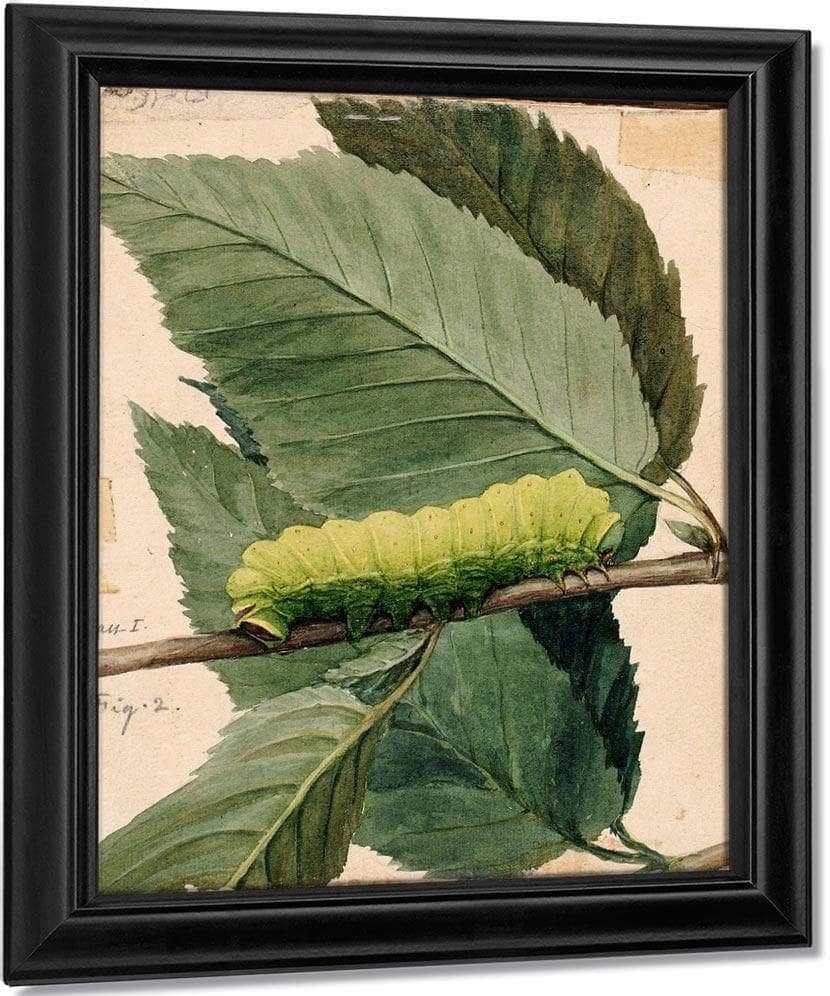 Lunar Caterpillar, Study For Book Concealing Coloration In The Animal Kingdom 1 By Abbott Handerson Thayer Fine Art Print