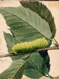 Lunar Caterpillar, Study For Book Concealing Coloration In The Animal Kingdom 1 By Abbott Handerson Thayer Fine Art Print