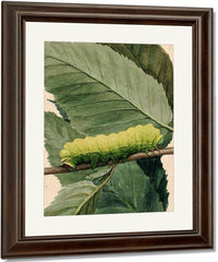 Lunar Caterpillar, Study For Book Concealing Coloration In The Animal Kingdom 1 By Abbott Handerson Thayer Fine Art Print