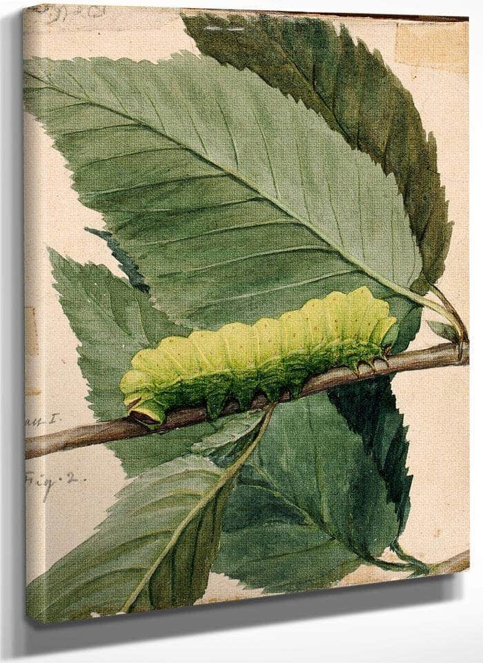 Lunar Caterpillar, Study For Book Concealing Coloration In The Animal Kingdom 1 By Abbott Handerson Thayer Fine Art Print