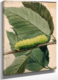 Lunar Caterpillar, Study For Book Concealing Coloration In The Animal Kingdom 1 By Abbott Handerson Thayer Fine Art Print