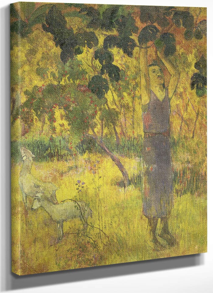 Man Picking Fruit From A Tree By Eugene Henri Paul Gauguin Fine Art Print