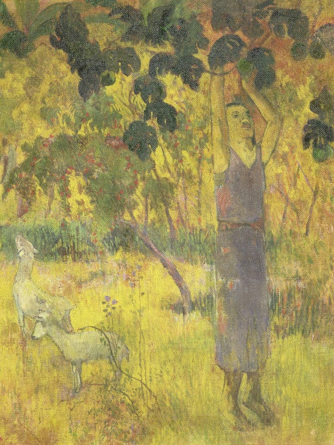 Man Picking Fruit From A Tree By Eugene Henri Paul Gauguin Fine Art Print