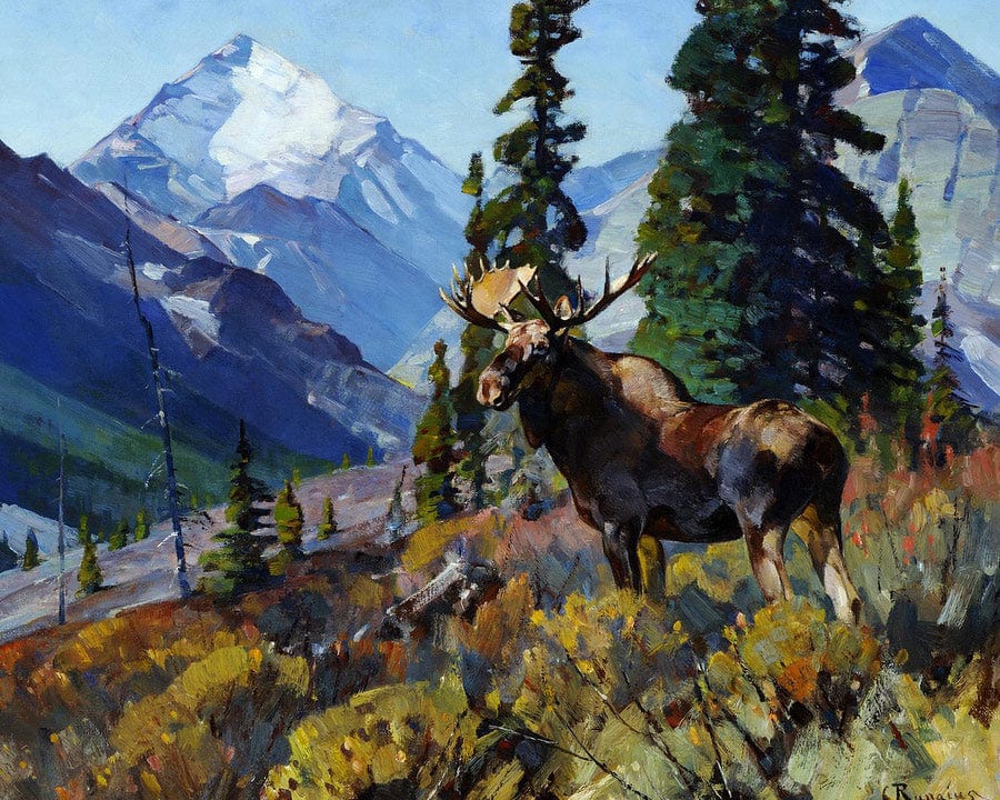Moose On The Head Of Ram River By Carl Rungius Fine Art Print