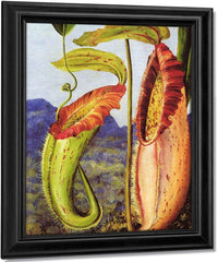 Nepenthes Northiana By Marianne North Fine Art Print