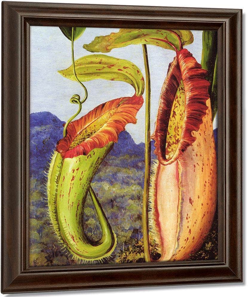 Nepenthes Northiana By Marianne North Fine Art Print