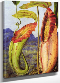 Nepenthes Northiana By Marianne North Fine Art Print