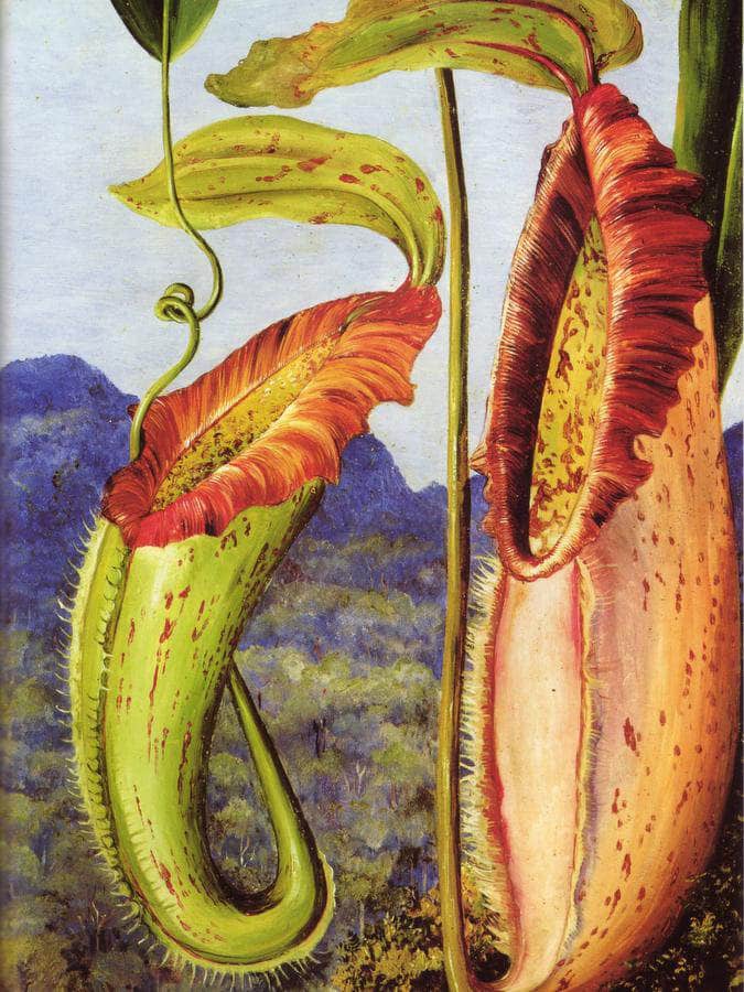 Nepenthes Northiana By Marianne North Fine Art Print