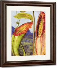 Nepenthes Northiana By Marianne North Fine Art Print