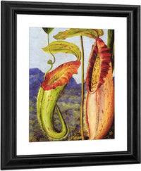 Nepenthes Northiana By Marianne North Fine Art Print