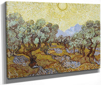 Olive Trees By Vincent Van Gogh Fine Art Print
