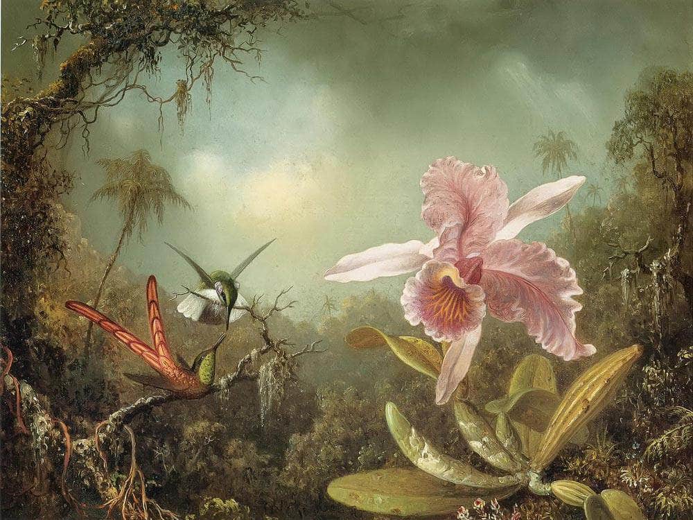 Orchid With Two Hummingbirds By Martin Johnson Heade Fine Art Print