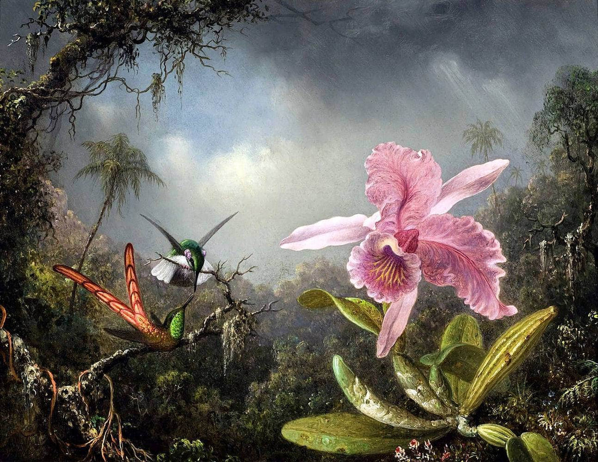 Orchid With Two Hummingbirds Painting Martin Johnson Heade Canvas Art Fine Art Print