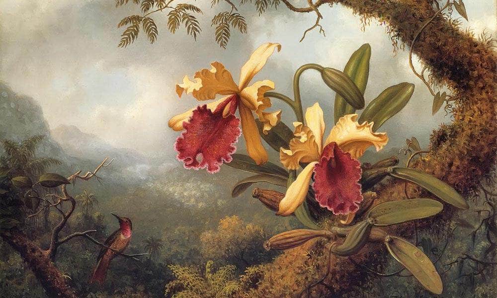 Orchids And Hummingbird By Martin Johnson Heade Fine Art Print