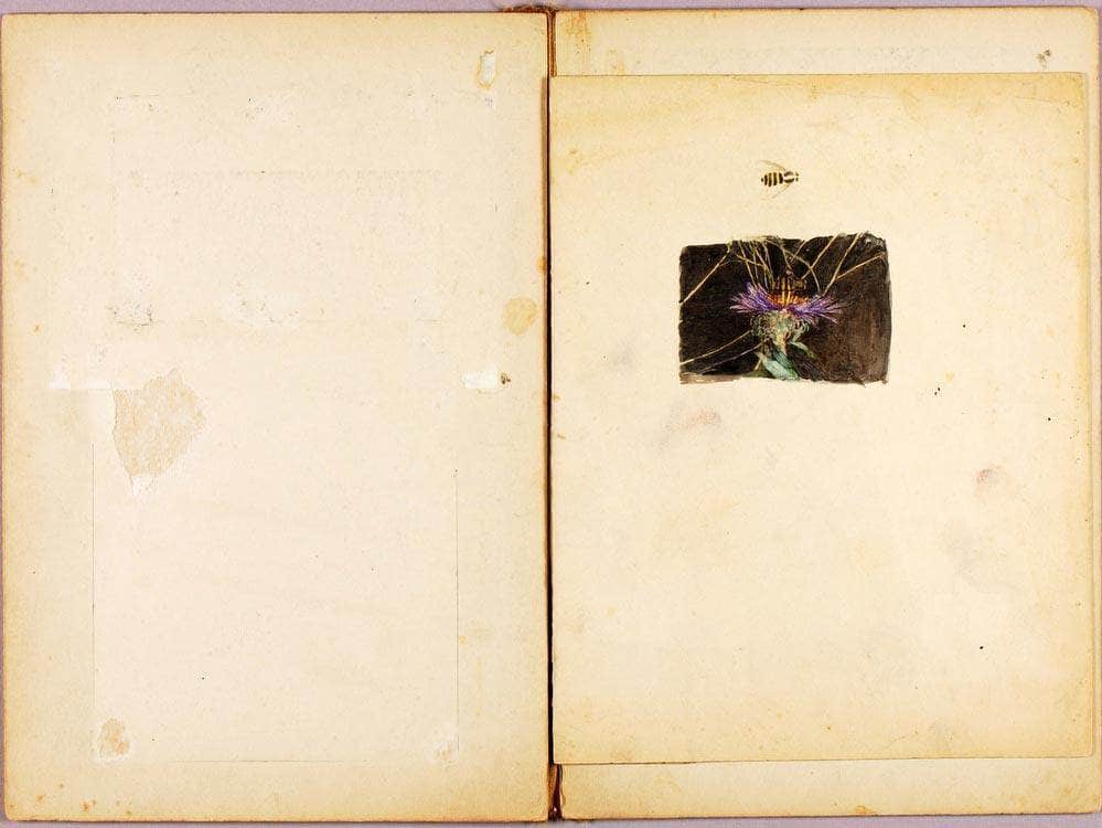 Ostrich, Study Folder For Book Concealing Coloration In The Animal Kingdom By Abbott Handerson Thayer Fine Art Print