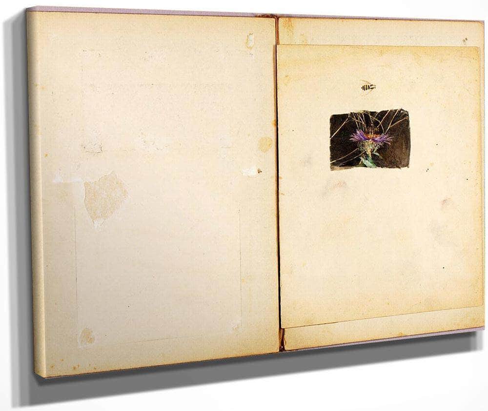 Ostrich, Study Folder For Book Concealing Coloration In The Animal Kingdom By Abbott Handerson Thayer Fine Art Print