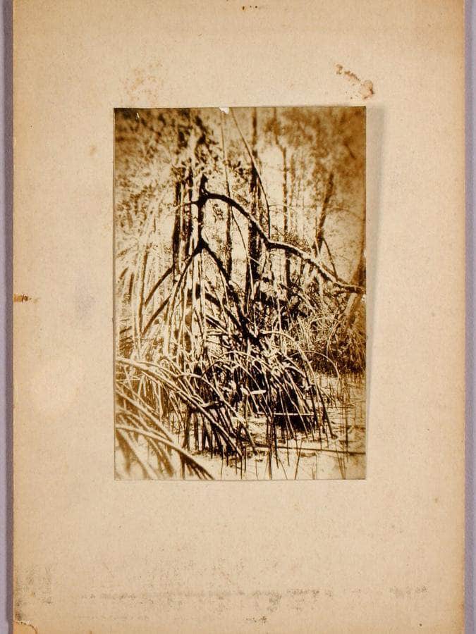 Photo Of Marsh, Study Folder For Book Concealing Coloration In The Animal Kingdom By Abbott Handerson Thayer Fine Art Print