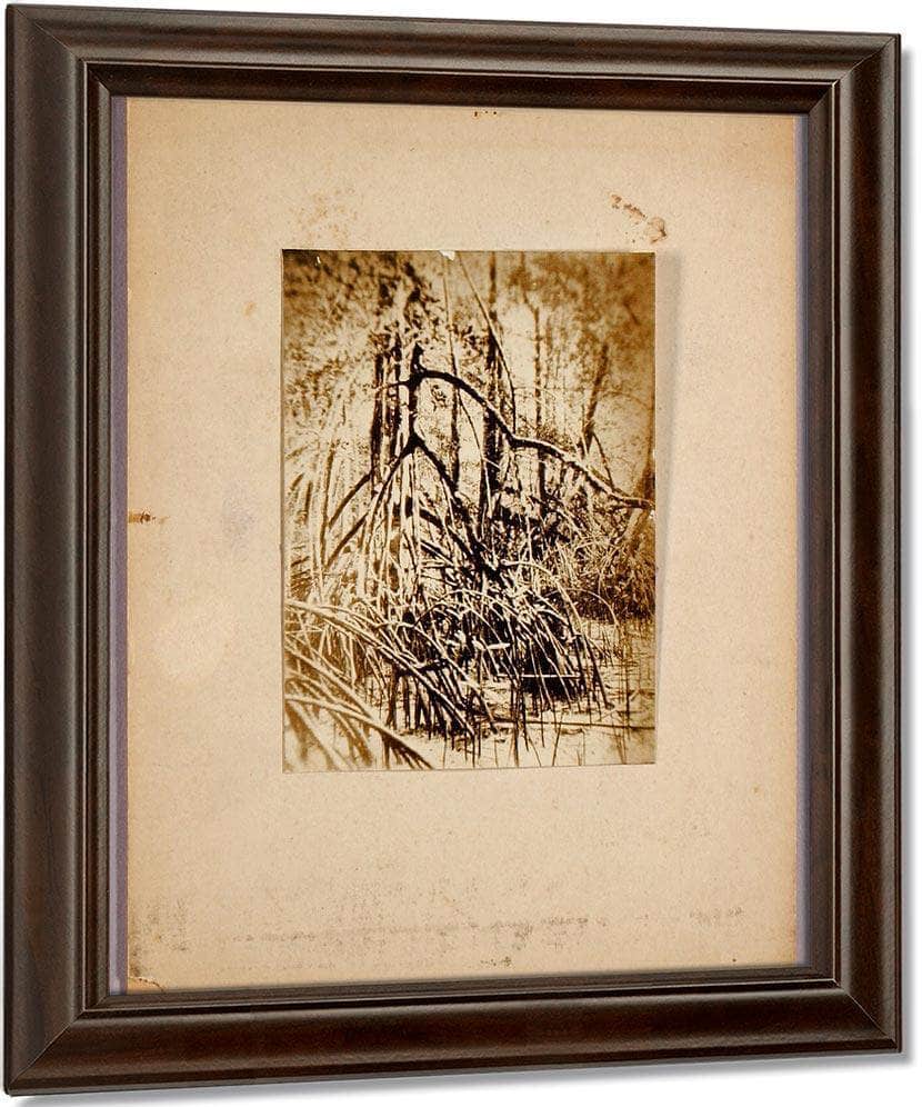 Photo Of Marsh, Study Folder For Book Concealing Coloration In The Animal Kingdom By Abbott Handerson Thayer Fine Art Print