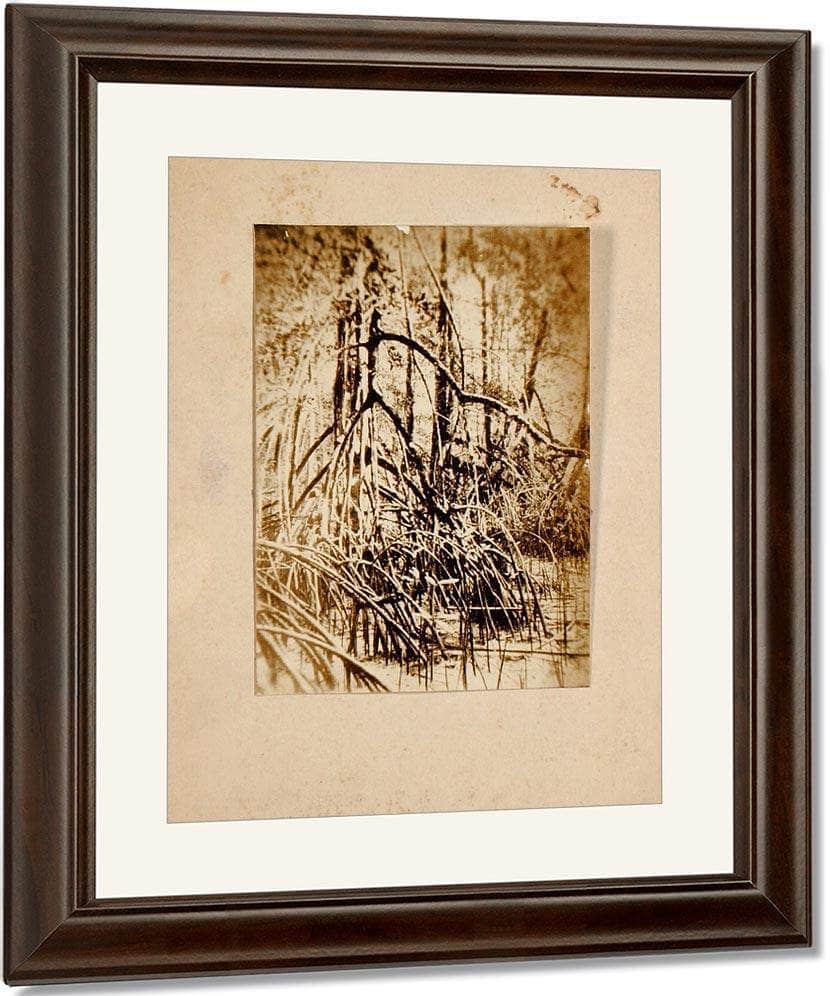 Photo Of Marsh, Study Folder For Book Concealing Coloration In The Animal Kingdom By Abbott Handerson Thayer Fine Art Print