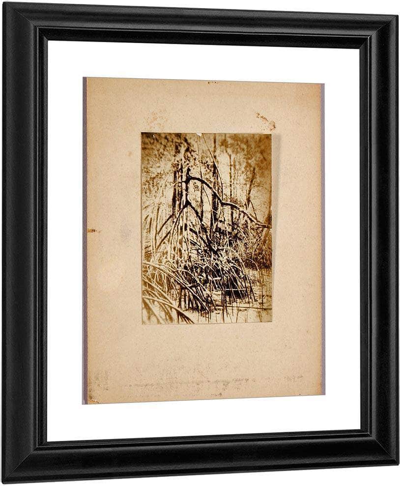 Photo Of Marsh, Study Folder For Book Concealing Coloration In The Animal Kingdom By Abbott Handerson Thayer Fine Art Print