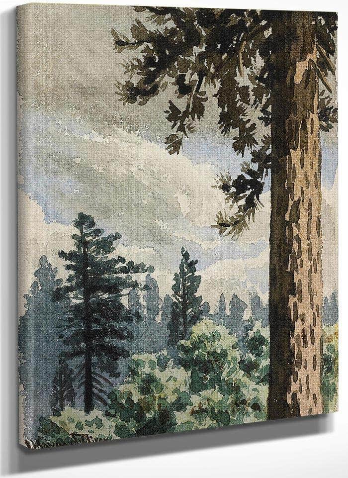 Pine Trees 1892; Happy New Year 1893 (A Pair) By Maynard Dixon Fine Art Print