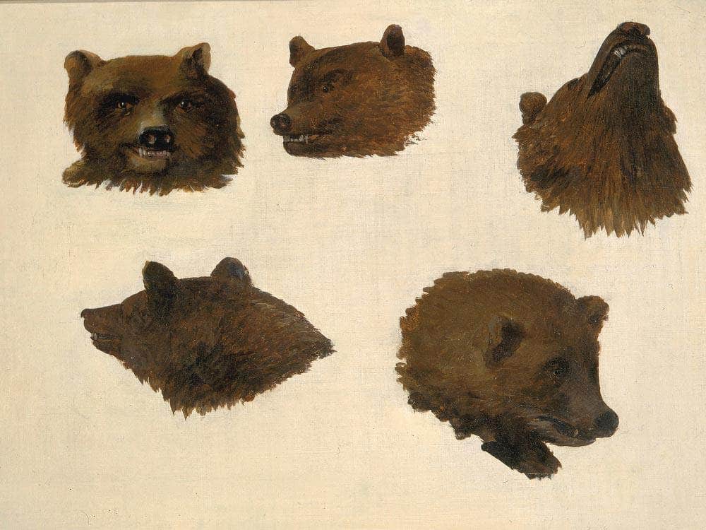 Portraits Of Two Grizzly Bears, From Life By George Catlin Fine Art Print