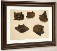 Portraits Of Two Grizzly Bears, From Life By George Catlin Fine Art Print