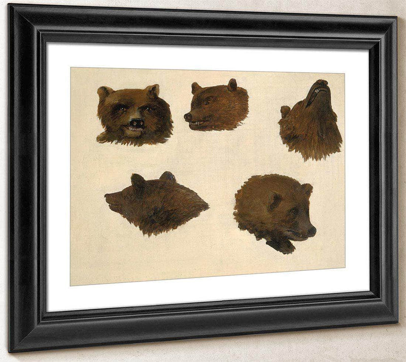 Portraits Of Two Grizzly Bears, From Life By George Catlin Fine Art Print