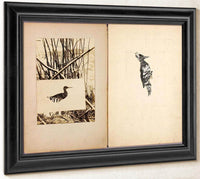 Rail And Woodpecker, Study Folder For Book Concealing Coloration In The Animal Kingdom By Abbott Handerson Thayer Fine Art Print
